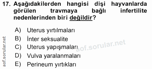Soru 17