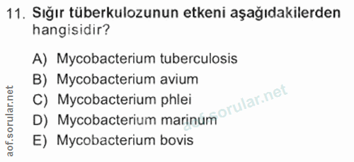 Soru 11