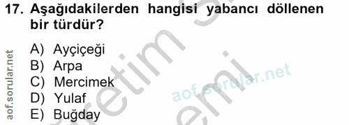 Soru 17