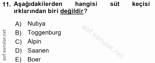 Soru 11