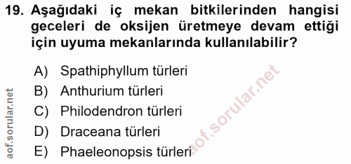Soru 19