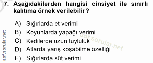 Soru 7