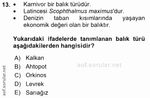 Soru 13