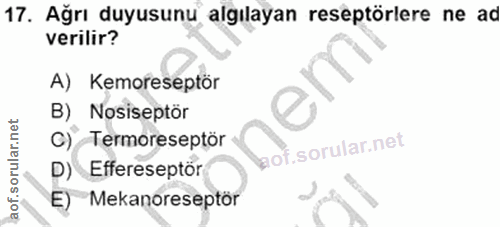 Soru 17