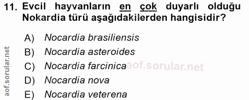 Soru 11