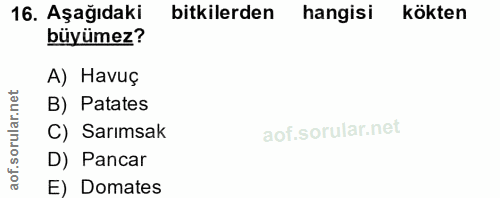 Soru 16