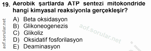 Soru 19