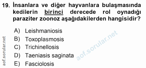 Soru 19