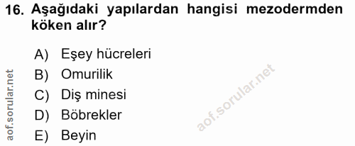 Soru 16
