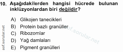 Soru 10