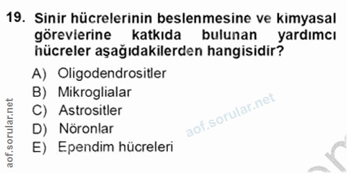 Soru 19