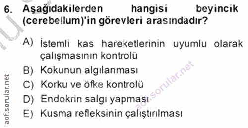 Soru 6