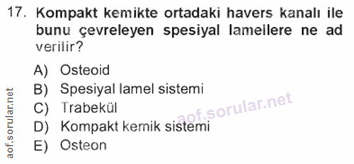 Soru 17