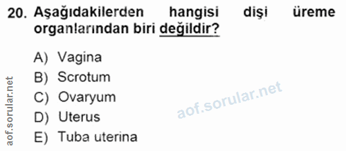 Soru 20