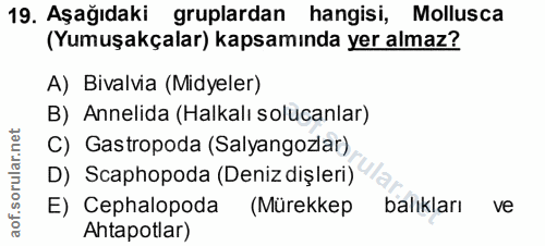 Soru 19