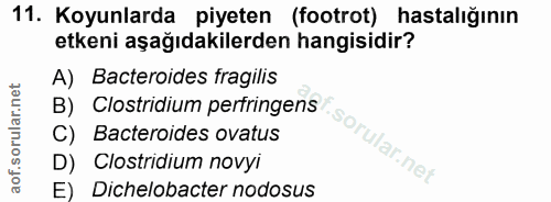 Soru 11