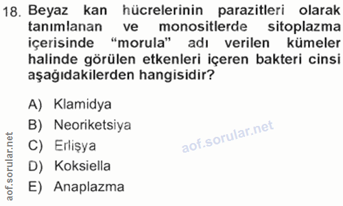 Soru 18