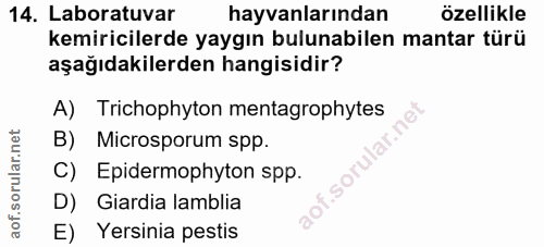 Soru 14
