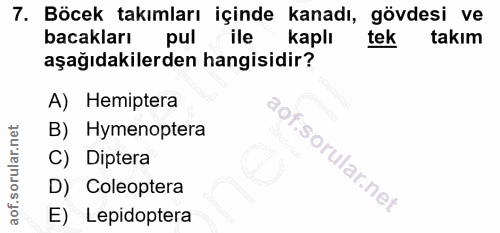 Soru 7