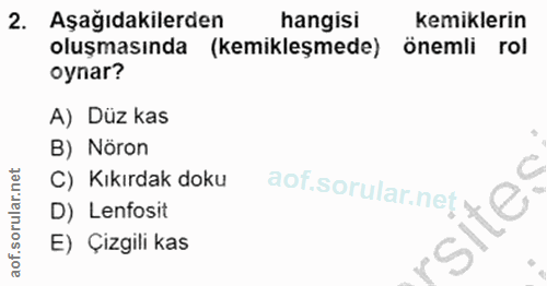 Soru 2