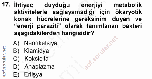 Soru 17