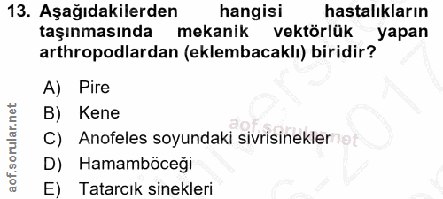 Soru 13