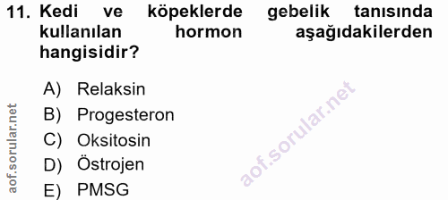Soru 11