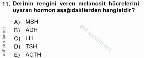 Soru 11