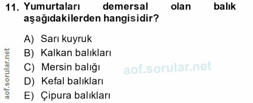 Soru 11