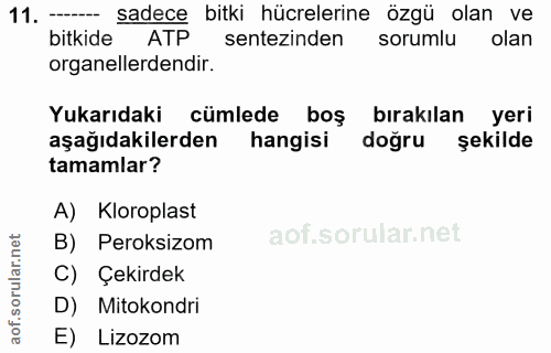 Soru 11