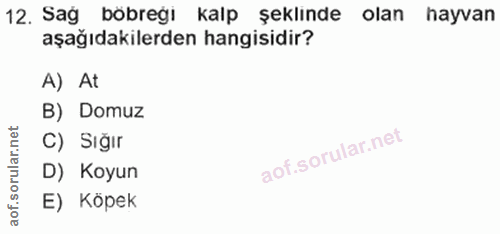 Soru 12