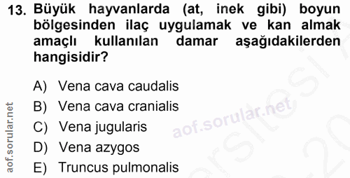 Soru 13