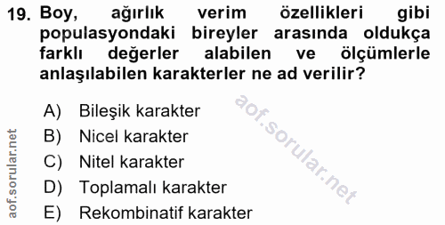 Soru 19