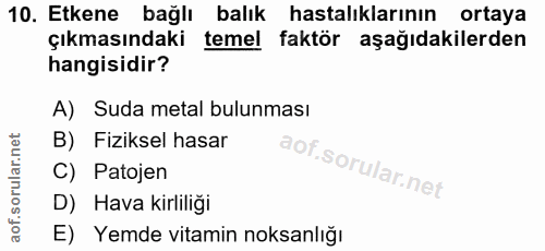 Soru 10