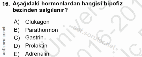 Soru 16