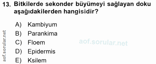 Soru 13