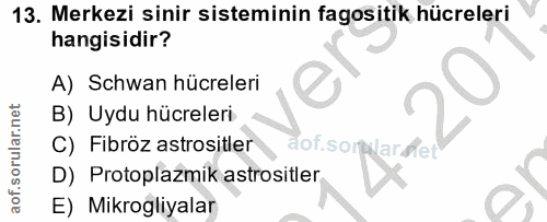 Soru 13