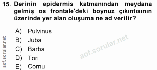 Soru 15