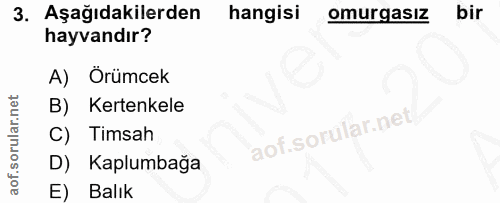 Soru 3
