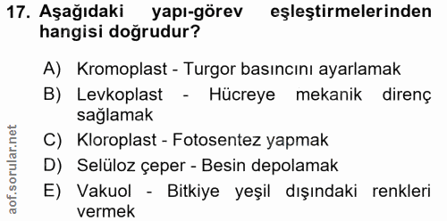 Soru 17