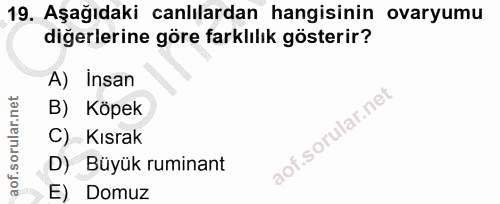 Soru 19