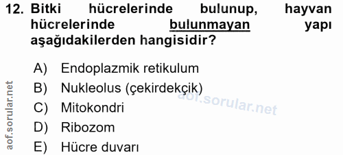 Soru 12