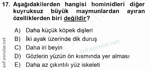 Soru 17