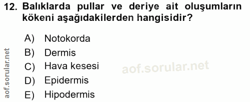 Soru 12