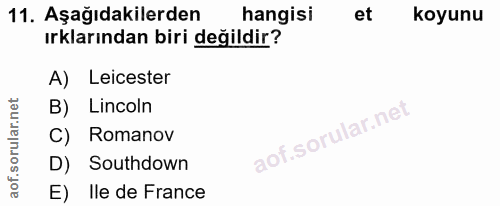 Soru 11