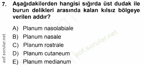 Soru 7