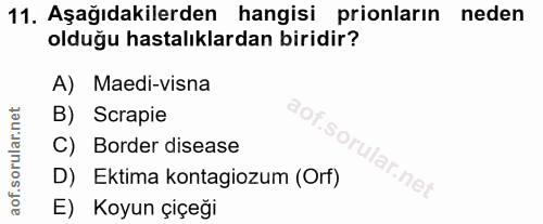 Soru 11