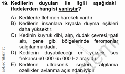 Soru 19