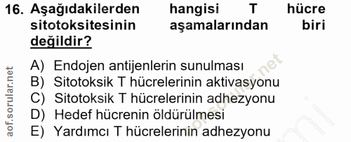 Soru 16