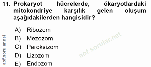Soru 11